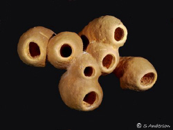 This photo of Soft Walled Tube Sponges was taken in Octob... by Steven Anderson 